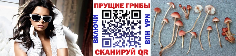 Псилоцибиновые грибы Psilocybine cubensis  блэк спрут   Черепаново 